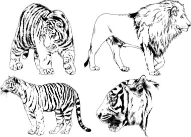vektör çizimleri çizimler farklı yırtıcı hayvan, kaplan aslan çita ve leopar mürekkep el tarafından nesneleri arka plan ile çizilir