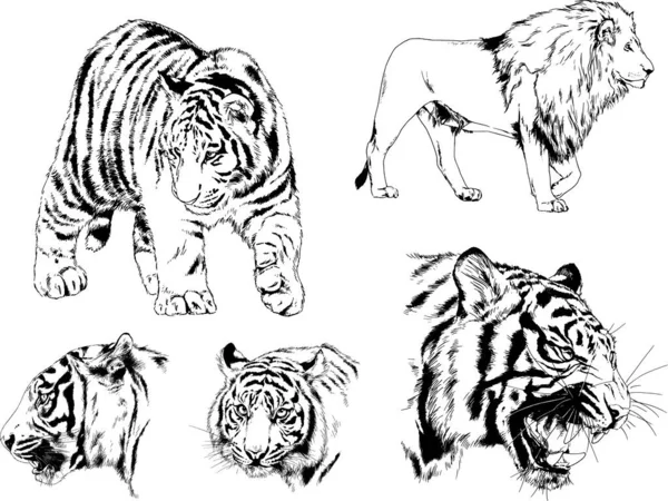 Vector Drawings Sketches Different Predator Tigers Lions Cheetahs Leopards Drawn — Stock Vector