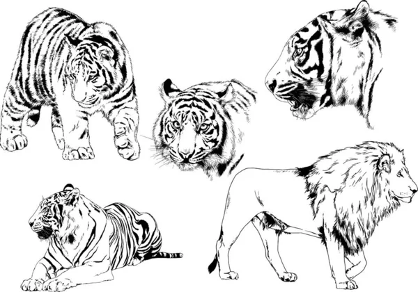 Dibujos Vectoriales Bocetos Diferentes Depredadores Tigres Leones Guepardos Leopardos Dibujan — Vector de stock