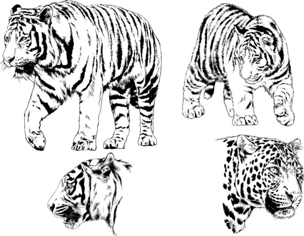 Dibujos Vectoriales Bocetos Diferentes Depredadores Tigres Leones Guepardos Leopardos Dibujan — Vector de stock