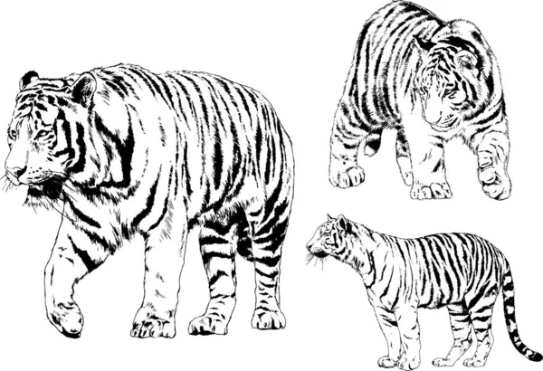 Dessins Vectoriels Esquisse Différents Prédateurs Tigres Lions Guépards Léopards Sont — Image vectorielle