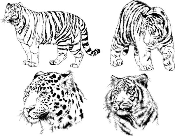 Dibujos Vectoriales Bocetos Diferentes Depredadores Tigres Leones Guepardos Leopardos Dibujan — Vector de stock