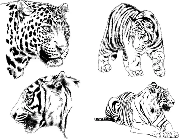 Gambar Vektor Sketsa Predator Yang Berbeda Harimau Singa Cheetah Dan - Stok Vektor