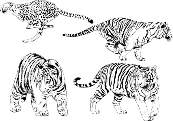 Dessins Vectoriels Esquisse Différents Prédateurs Tigres Lions Guépards Léopards Sont — Image vectorielle