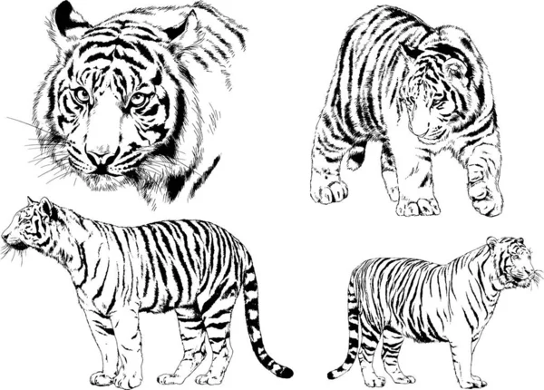 Dibujos Vectoriales Bocetos Diferentes Depredadores Tigres Leones Guepardos Leopardos Dibujan — Vector de stock