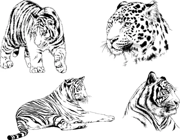 Dessins Vectoriels Esquisse Différents Prédateurs Tigres Lions Guépards Léopards Sont — Image vectorielle