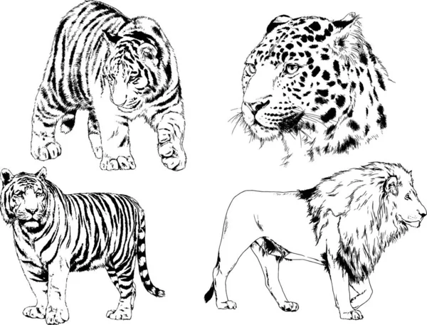 Desenhos Vetoriais Esboços Predador Diferente Leões Tigres Chitas Leopardos São —  Vetores de Stock