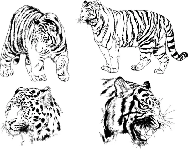 Dibujos Vectoriales Bocetos Diferentes Depredadores Tigres Leones Guepardos Leopardos Dibujan — Vector de stock