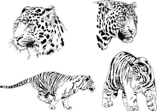 矢量绘图不同的捕食者 老虎狮子猎豹和豹子是用手写的墨水画的 没有背景的物体 — 图库矢量图片