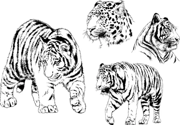 Dibujos Vectoriales Bocetos Diferentes Depredadores Tigres Leones Guepardos Leopardos Dibujan — Archivo Imágenes Vectoriales