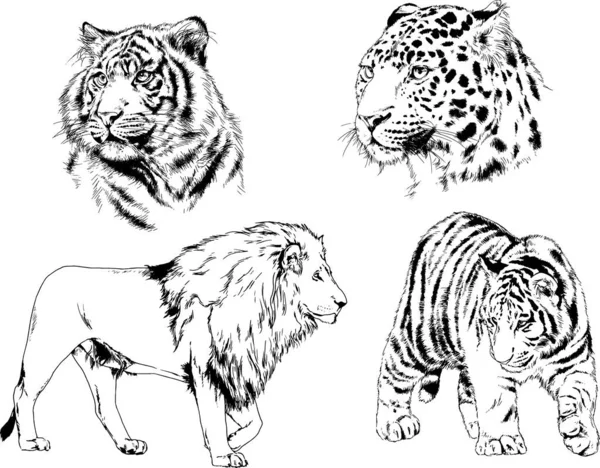 Dibujos Vectoriales Bocetos Diferentes Depredadores Tigres Leones Guepardos Leopardos Dibujan — Archivo Imágenes Vectoriales