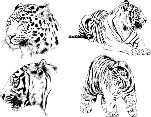 Desenhos Vetoriais Esboços Predador Diferente Leões Tigres Chitas Leopardos São —  Vetores de Stock