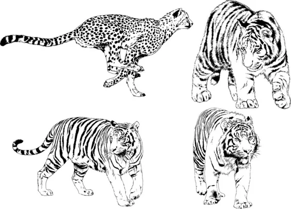 Dibujos Vectoriales Bocetos Diferentes Depredadores Tigres Leones Guepardos Leopardos Dibujan — Archivo Imágenes Vectoriales