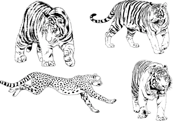 Dibujos Vectoriales Bocetos Diferentes Depredadores Tigres Leones Guepardos Leopardos Dibujan — Vector de stock