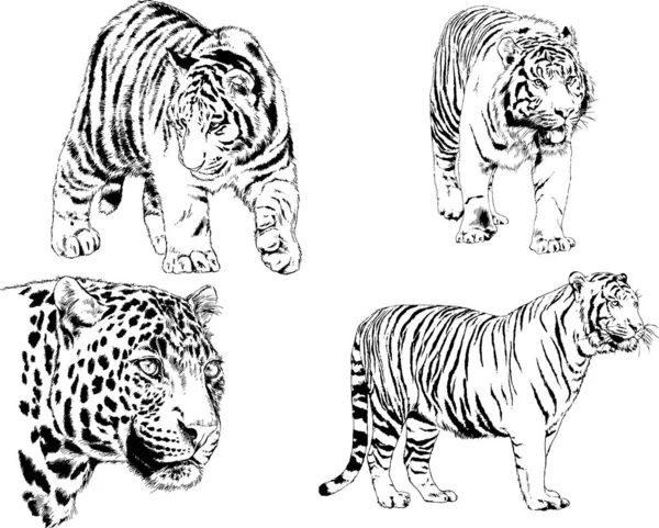 Dibujos Vectoriales Bocetos Diferentes Depredadores Tigres Leones Guepardos Leopardos Dibujan — Archivo Imágenes Vectoriales