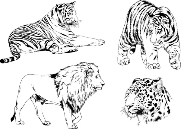 Dessins Vectoriels Esquisse Différents Prédateurs Tigres Lions Guépards Léopards Sont — Image vectorielle