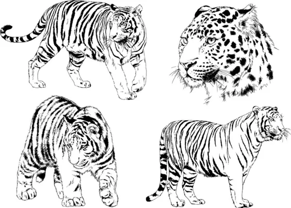 Dessins Vectoriels Esquisse Différents Prédateurs Tigres Lions Guépards Léopards Sont — Image vectorielle