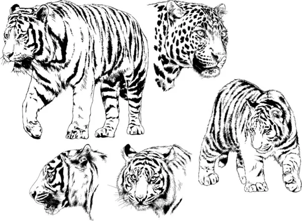 Dessins Vectoriels Esquisse Différents Prédateurs Tigres Lions Guépards Léopards Sont — Image vectorielle