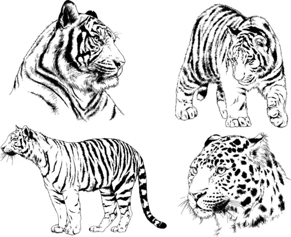 Dibujos Vectoriales Bocetos Diferentes Depredadores Tigres Leones Guepardos Leopardos Dibujan — Vector de stock