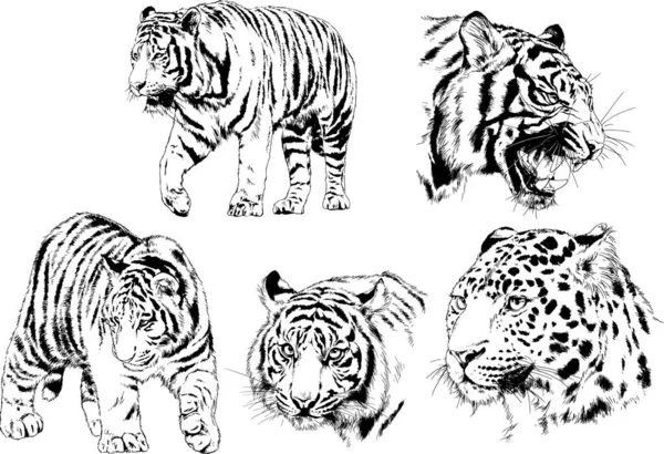 Dibujos Vectoriales Bocetos Diferentes Depredadores Tigres Leones Guepardos Leopardos Dibujan — Archivo Imágenes Vectoriales