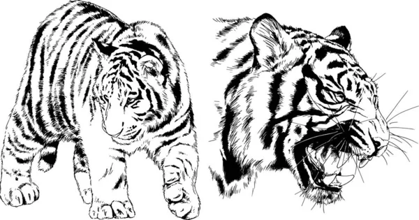 Dibujos Vectoriales Bocetos Diferentes Depredadores Tigres Leones Guepardos Leopardos Dibujan — Vector de stock