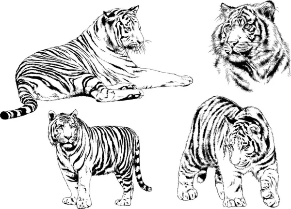 Vector Drawings Sketches Different Predator Tigers Lions Cheetahs Leopards Drawn — Stock Vector