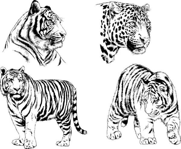 Dessins Vectoriels Esquisse Différents Prédateurs Tigres Lions Guépards Léopards Sont — Image vectorielle