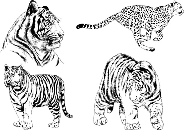 Vector Drawings Sketches Different Predator Tigers Lions Cheetahs Leopards Drawn — Stock Vector
