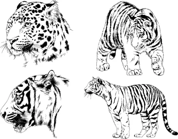 Dessins Vectoriels Esquisse Différents Prédateurs Tigres Lions Guépards Léopards Sont — Image vectorielle