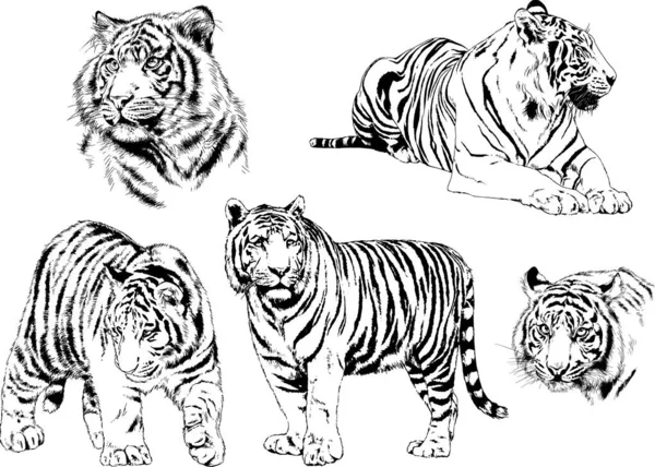 Dibujos Vectoriales Bocetos Diferentes Depredadores Tigres Leones Guepardos Leopardos Dibujan — Vector de stock