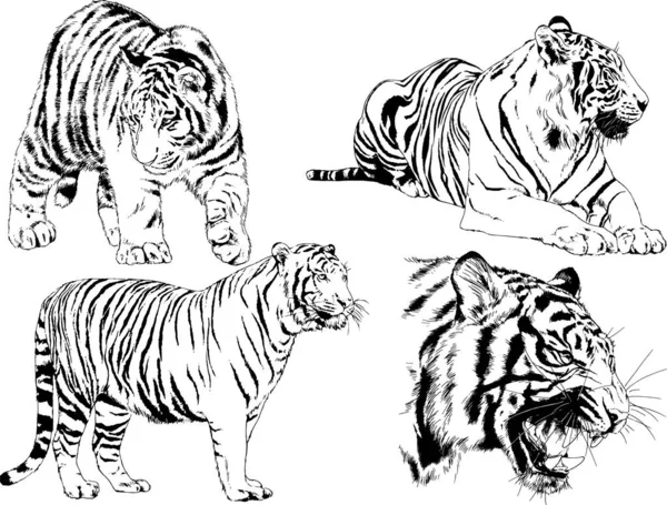 Dessins Vectoriels Esquisse Différents Prédateurs Tigres Lions Guépards Léopards Sont — Image vectorielle