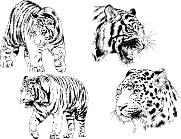 Gambar Vektor Sketsa Predator Yang Berbeda Harimau Singa Cheetah Dan - Stok Vektor