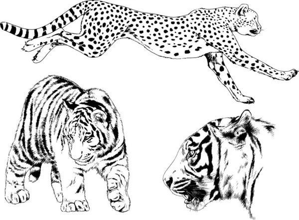 Dessins Vectoriels Esquisse Différents Prédateurs Tigres Lions Guépards Léopards Sont — Image vectorielle