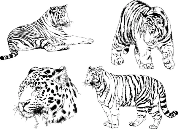 Dessins Vectoriels Esquisse Différents Prédateurs Tigres Lions Guépards Léopards Sont — Image vectorielle