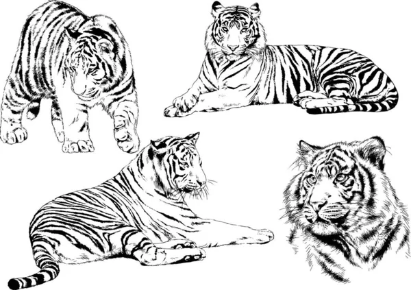 Dibujos Vectoriales Bocetos Diferentes Depredadores Tigres Leones Guepardos Leopardos Dibujan — Vector de stock