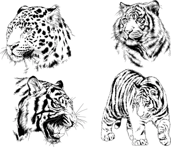 Dibujos Vectoriales Bocetos Diferentes Depredadores Tigres Leones Guepardos Leopardos Dibujan — Vector de stock