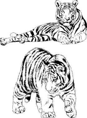 vektör çizimleri çizimler farklı yırtıcı hayvan, kaplan aslan çita ve leopar mürekkep el tarafından nesneleri arka plan ile çizilir