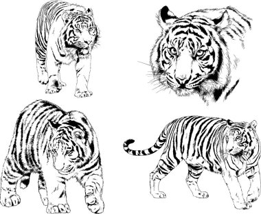 vektör çizimleri çizimler farklı yırtıcı hayvan, kaplan aslan çita ve leopar mürekkep el tarafından nesneleri arka plan ile çizilir