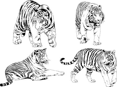 vektör çizimleri çizimler farklı yırtıcı hayvan, kaplan aslan çita ve leopar mürekkep el tarafından nesneleri arka plan ile çizilir