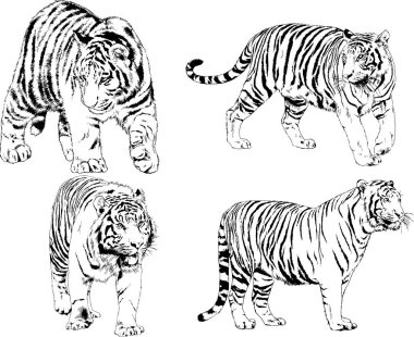 vektör çizimleri çizimler farklı yırtıcı hayvan, kaplan aslan çita ve leopar mürekkep el tarafından nesneleri arka plan ile çizilir