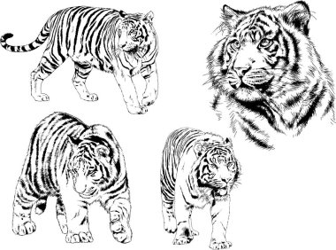 vektör çizimleri çizimler farklı yırtıcı hayvan, kaplan aslan çita ve leopar mürekkep el tarafından nesneleri arka plan ile çizilir