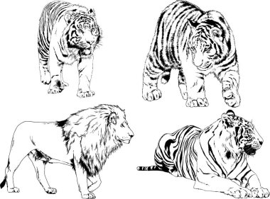 vektör çizimleri çizimler farklı yırtıcı hayvan, kaplan aslan çita ve leopar mürekkep el tarafından nesneleri arka plan ile çizilir