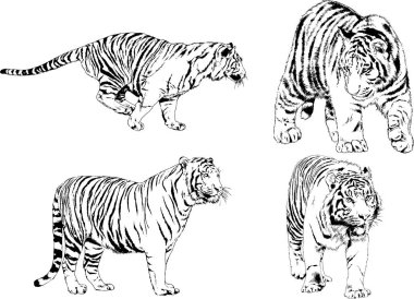 vektör çizimleri çizimler farklı yırtıcı hayvan, kaplan aslan çita ve leopar mürekkep el tarafından nesneleri arka plan ile çizilir