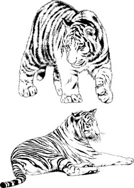 vektör çizimleri çizimler farklı yırtıcı hayvan, kaplan aslan çita ve leopar mürekkep el tarafından nesneleri arka plan ile çizilir