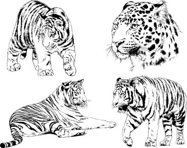 vektör çizimleri çizimler farklı yırtıcı hayvan, kaplan aslan çita ve leopar mürekkep el tarafından nesneleri arka plan ile çizilir