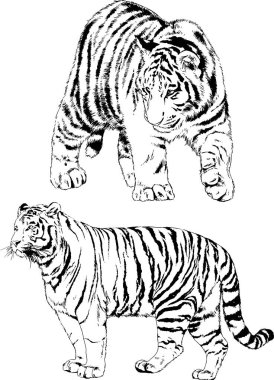 vektör çizimleri çizimler farklı yırtıcı hayvan, kaplan aslan çita ve leopar mürekkep el tarafından nesneleri arka plan ile çizilir