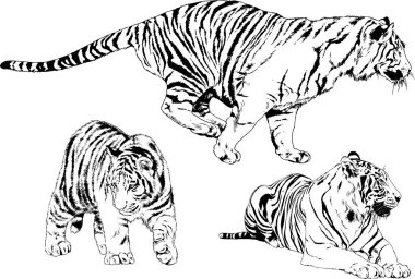 vektör çizimleri çizimler farklı yırtıcı hayvan, kaplan aslan çita ve leopar mürekkep el tarafından nesneleri arka plan ile çizilir