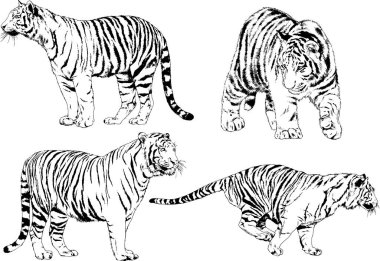 vektör çizimleri çizimler farklı yırtıcı hayvan, kaplan aslan çita ve leopar mürekkep el tarafından nesneleri arka plan ile çizilir