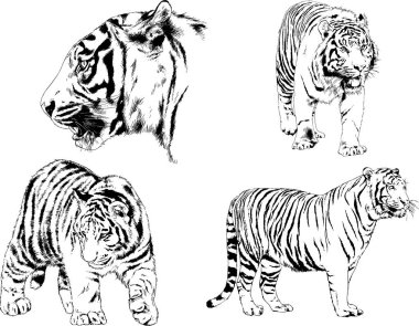 vektör çizimleri çizimler farklı yırtıcı hayvan, kaplan aslan çita ve leopar mürekkep el tarafından nesneleri arka plan ile çizilir