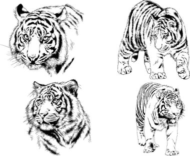 vektör çizimleri çizimler farklı yırtıcı hayvan, kaplan aslan çita ve leopar mürekkep el tarafından nesneleri arka plan ile çizilir